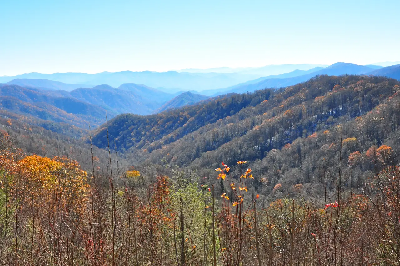 Autumn color on the slopes below the Thomas Ridge Overlook on Newfound Gap Road, with blue Smoky Mountain ridges beyond